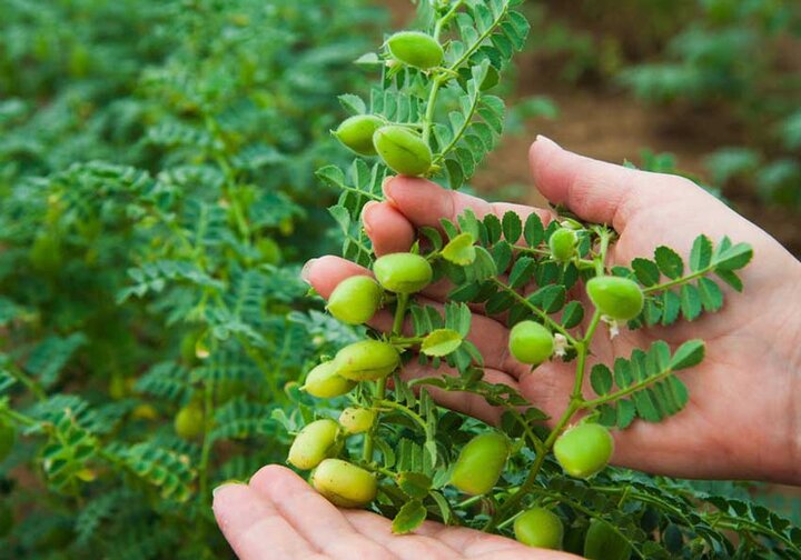کشت ۳۵۰۰ هکتار نخود در شهرستان ویژه میانه