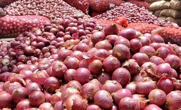 پیش‌بینی تولید ۱۴۶ هزار تن پیاز در مزارع آذربایجان غربی