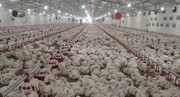 از دل روستا تا قله کارآفرینی؛ روایت الهام‌بخش یک کارآفرین اهل آذربایجان غربی