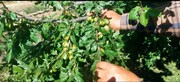 تگرگ‌زدی باغات در شبستر؛ جهاد کشاورزی برای جبران خسارات کنار باغداران است
