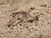 تولد نسل جدید حیات‌وحش؛ از نزدیک شدن و جابه‌جایی حیوانات خودداری کنید