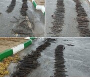 دستگیری سارق سیم کابل برق در مرند