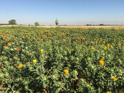 پژوهشگران آذربایجان شرقی دو رقم جدید برای توسعه کشت گیاهان روغنی را معرفی کردند