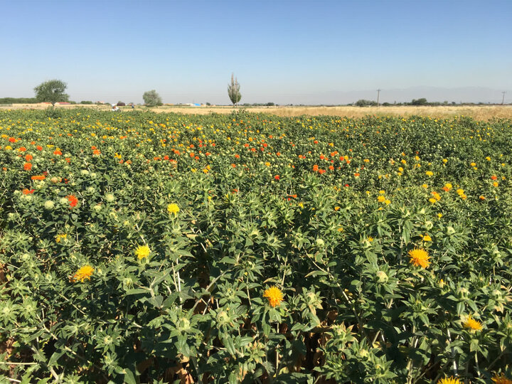 پژوهشگران آذربایجان شرقی دو رقم جدید برای توسعه کشت گیاهان روغنی را معرفی کردند