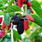پیش بینی برداشت ۲۰۰ تن توت در آذربایجان غربی