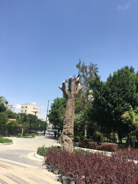 شناسایی گنجینه‌های زنده باغ گلستان؛ گامی نوین در توسعه فضای سبز سازگار با اقلیم تبریز