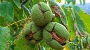 هرس اصولی گردو موجب افزایش کیفیت محصول و کاهش خسارت آفات می‌شود