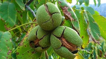 هرس اصولی گردو موجب افزایش کیفیت محصول و کاهش خسارت آفات می‌شود