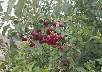 آذربایجان غربی در جایگاه نخست تولید آلبالوی کشور