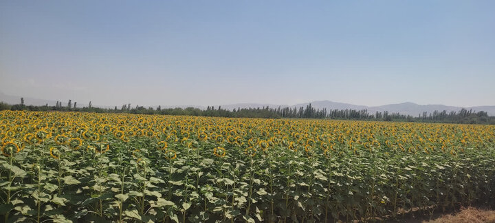 پیش‌بینی تولید ۸ هزار تن آفتابگردان آجیلی با بهره‌گیری از ارقام هیبرید در شهرستان مرند