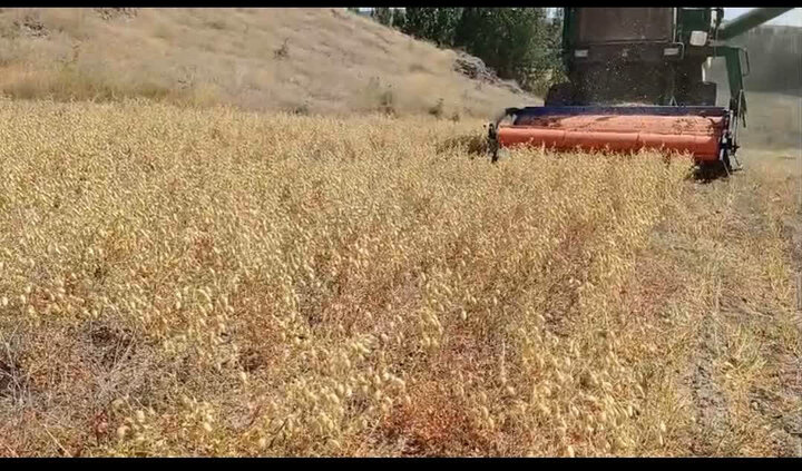 برداشت مکانیزه نخود در آذربایجان شرقی؛ رهایی از سختی‌ها و کاهش هزینه‌های تولید
