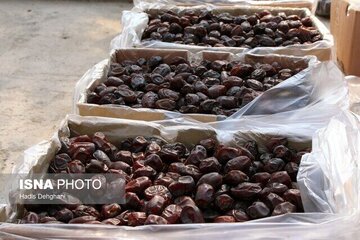 آغاز عرضه خرمای مضافتی تخفیفی در روستابازارهای آذربایجان غربی