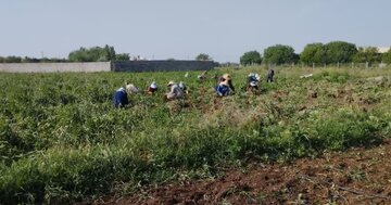 برداشت ۱۸ هزار تن سیر از مزارع آذربایجان شرقی