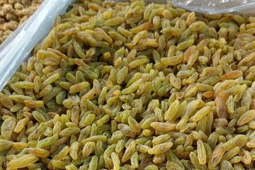 بناب؛ قطب فرآوری و صادرات کشمش آذربایجان‌شرقی با ۱۸ کارخانه فعال
