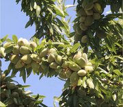 پیش‌بینی تولید ۱۸۰۰ تن بادام در آذربایجان‌غربی