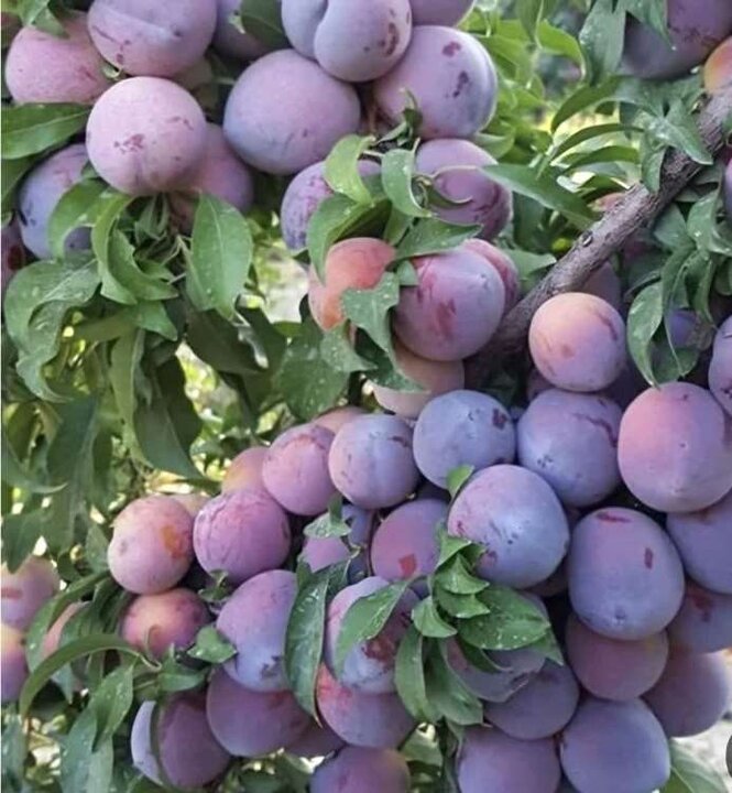 جایگاه سوم آذربایجان غربی در تولید آلو
