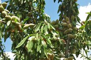 تولید بادام آذربایجان‌شرقی به ۱۴ هزار تن می‌رسد/توسعه ارقام دیرگل برای مهار خسارت سرما