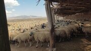 ۸۰ هزار رأس گوسفند ماکویی در مرند، ظرفیتی برای جهش زنجیره ارزش دامپروری