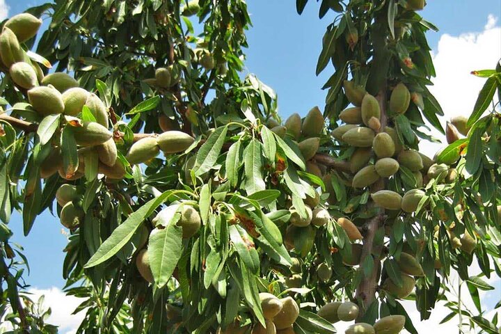 تولید بادام آذربایجان‌شرقی به ۱۴ هزار تن می‌رسد/توسعه ارقام دیرگل برای مهار خسارت سرما
