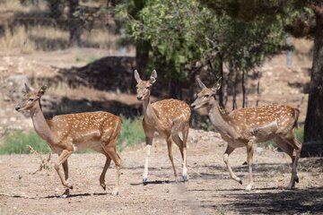 نگهداری ۲۳ راس گوزن زرد در سایت «رشکان» آذربایجان غربی