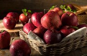 آذربایجان‌شرقی رتبه دوم تولید سیب کشور را به خود اختصاص داده است