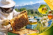 سرشماری زنبورستان‌های آذربایجان‌شرقی از ۲ آبان آغاز می‌شود