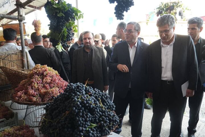 استاندار آذربایجان غربی: انگور سیاه میرآباد در بازارهای داخلی و خارجی معرفی شود