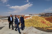 رئیس جهاد کشاورزی آذربایجان‌شرقی: نباید اجازه دهیم سیب باغداران به ضایعات تبدیل شود