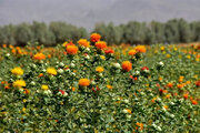 برداشت گلرنگ در بیش از ۲۱۰ هکتار از اراضی کشاورزی بستان آباد