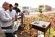 برداشت بیش از ۷۷ هزار تن سیب از باغات اهر