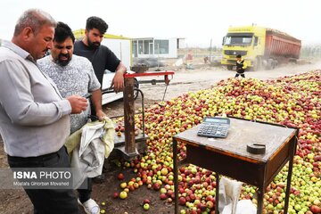 برداشت بیش از ۷۷ هزار تن سیب از باغات اهر
