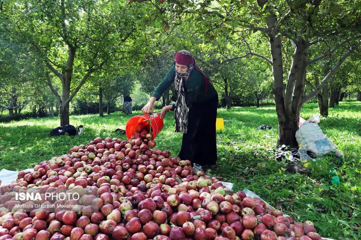 برداشت بیش از ۷۷ هزار تن سیب از باغات اهر