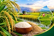 تولید ۴۹ هزار تن شلتوک در آذربایجان شرقی