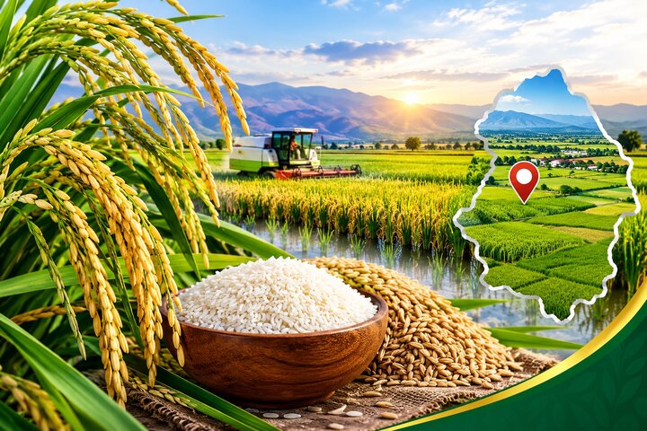 تولید ۴۹ هزار تن شلتوک در آذربایجان شرقی