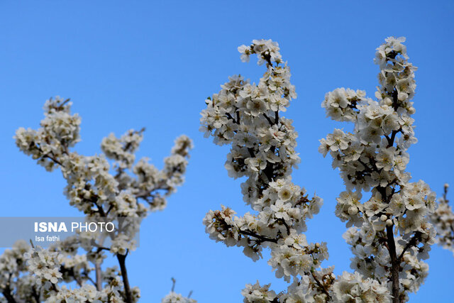 شکوفه های بهاری یاسوج