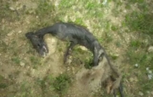 کشف لاشه یک موجود عجیب در منطقه شکار ممنوع "خرم ناز" بویراحمد