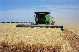 پیش بینی برداشت ۸۰ هزار تن گندم از مزارع کهگیلویه