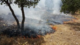 آتش سوزی جنگل‌ها و مراتع" پیچاب" باشت مهار شد