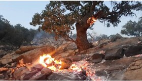 آتش سوزی جنگل‌های ارتفاعات"دهک"باشت مهار شد