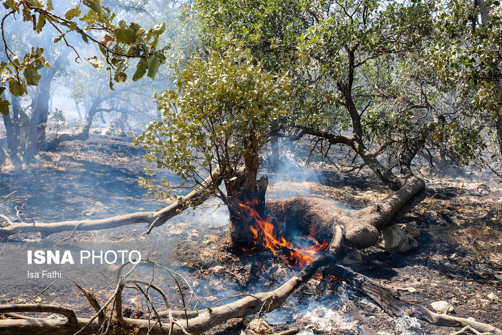 کُندی مهار آتش جنگل‌های نارک گچساران بعلت وزش باد/نیروی‌های تخصصی برای خاموش کردن آتش اعزام شود