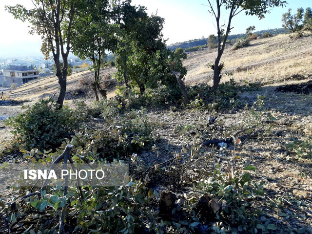 قطع ۱۱۰ درخت بلوط در یاسوج توسط زمین خواران