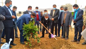 کاشت ۸۵ هزار اصله نهال در کهگیلویه و بویراحمد