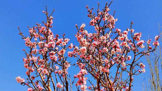 شکوفه های بهاری