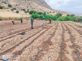 تخصیص ۵ میلیارد اعتبار با هدف توسعه کشت گیاهان دارویی در شهرستان لنده