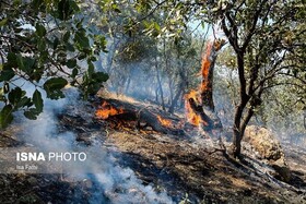 آتش سوزی منطقه حفاظت شده «دیل» گچساران مهار شد