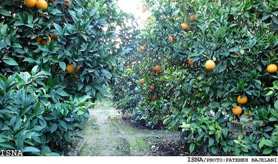 کاهش ۸۰درصدی عملکرد باغات مرکبات کهگیلویه و بویراحمد بعلت خشکسالی