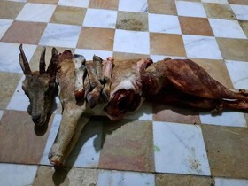 دستگیری عامل انتشار فیلم شکار بز وحشی در شبکه های اجتماعی