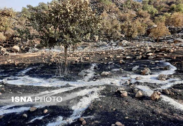 مهار آتش سوزی جنگل‌های "نارک" گچساران/آتش در چند نقطه از منطقه حفاظت شده "خامی"