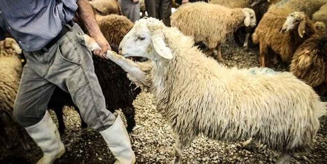 قربانی ۱۰ گوسفند و یک گوساله در روستای سادات امامزاده علی(ع) چرام