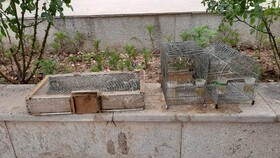 دستگیری متخلف زنده گیری سهره طلایی در دنا